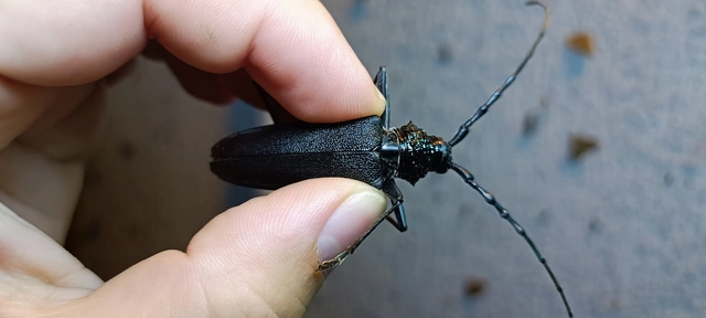 Cerambyx cerdo - nagy hőscincér