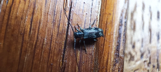 Exocentrus adspersus - tölgyfa-rőzsecincér