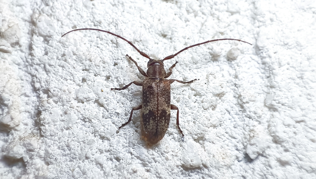 Exocentrus adspersus - tölgyfa-rőzsecincér