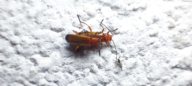 Rhagonycha fulva - feketevégű lágybogár