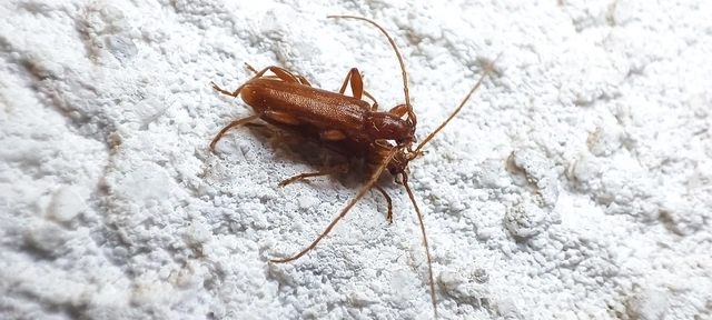 Axinopalpis gracilis - kecses selymescincér