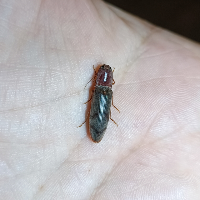 Stenagostus rhombeus - rombusznyakú pattanó