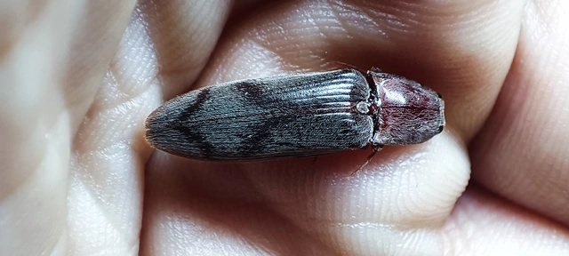 Stenagostus rhombeus - rombusznyakú pattanó