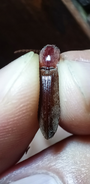 Stenagostus rhombeus - rombusznyakú pattanó