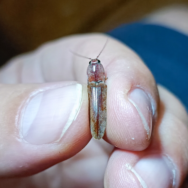 Stenagostus rhombeus - rombusznyakú pattanó