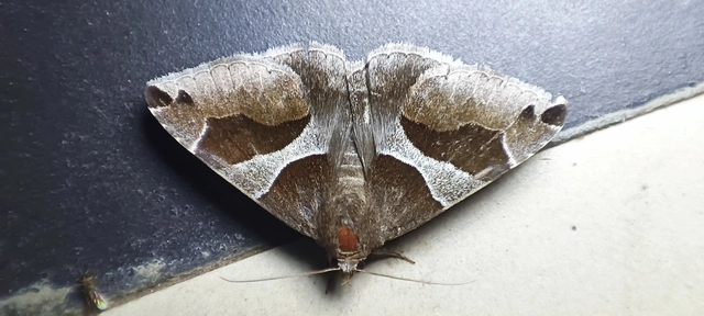 Dysgonia algira - déli porcelánbagoly