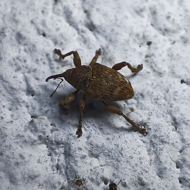 Curculio