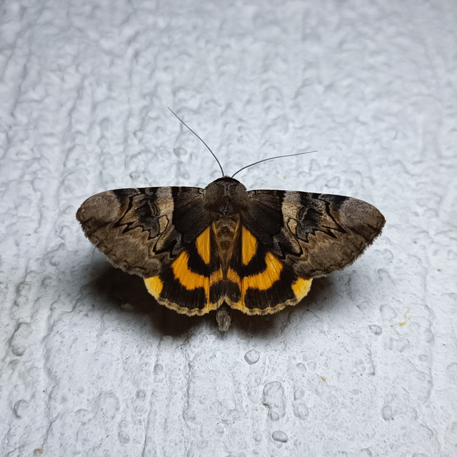 Catocala fulminea - galagonya-övesbagoly