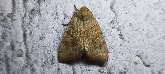 Cosmia trapezina - közönséges lombbagoly