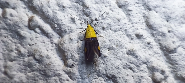 Oecophora bractella - kis díszmoly