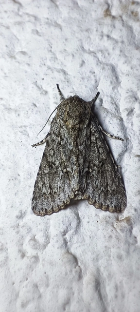 Acronicta aceris - vadgesztenye-szigonyosbagoly