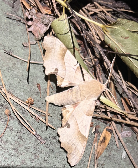 Marumba quercus - tölgyfaszender