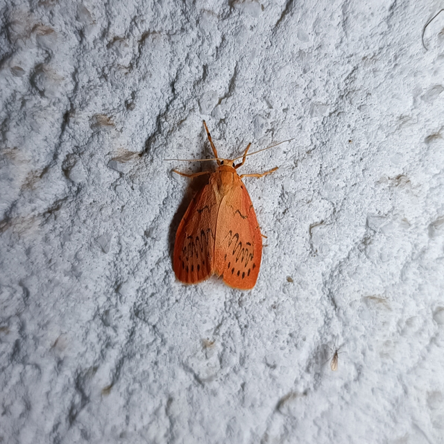 Miltochrista miniata - piros medvelepke