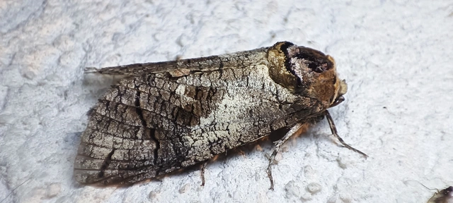 Cossus cossus - fűzfarontólepke