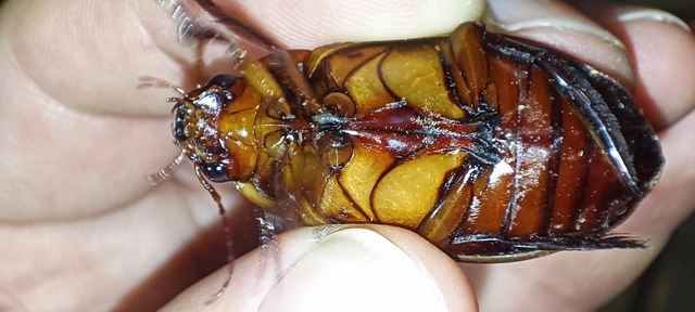 Dytiscus dimidiatus - tompacsípős csíkbogár