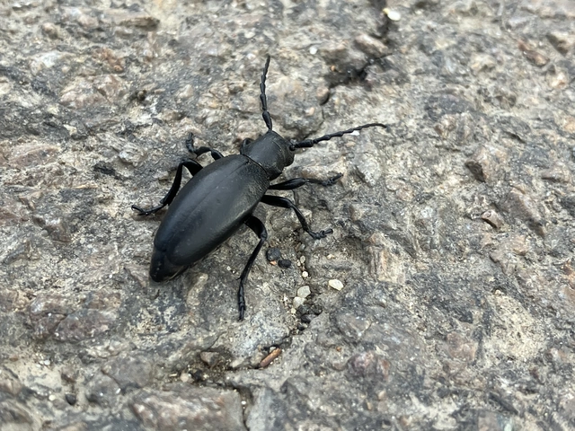 Dorcadion aethiops - fekete gyalogcincér