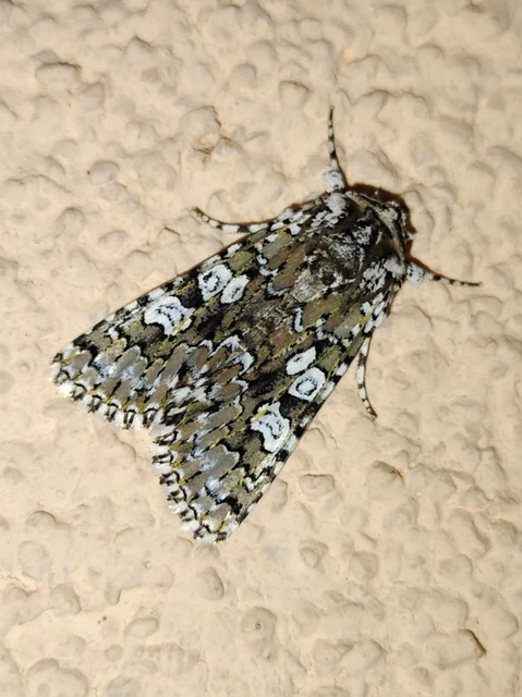 Lamprosticta culta - hármasfoltú bagoly