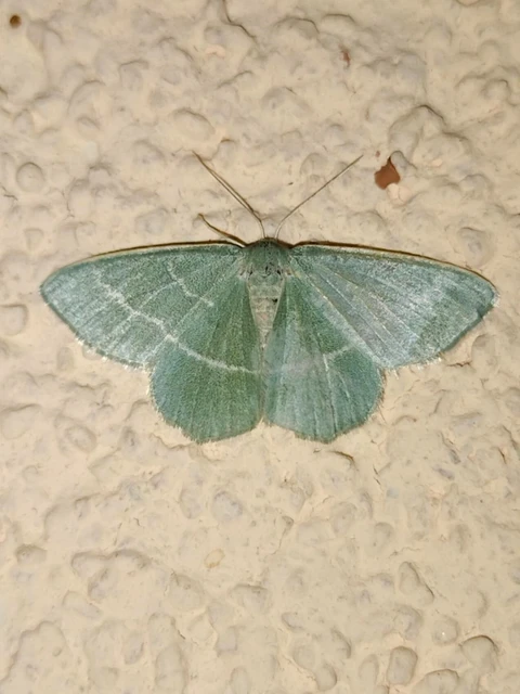 Chlorissa viridata - üdezöld araszoló