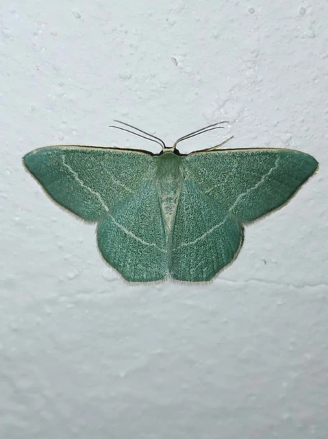Chlorissa viridata - üdezöld araszoló