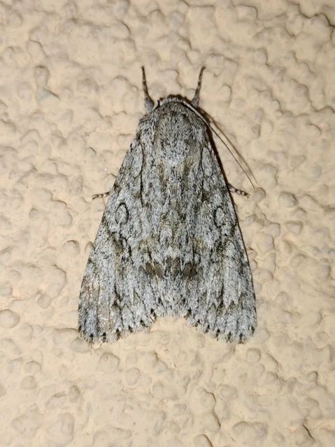 Acronicta aceris - vadgesztenye-szigonyosbagoly