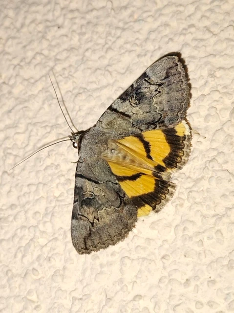 Catocala hymenaea - kökény-övesbagoly