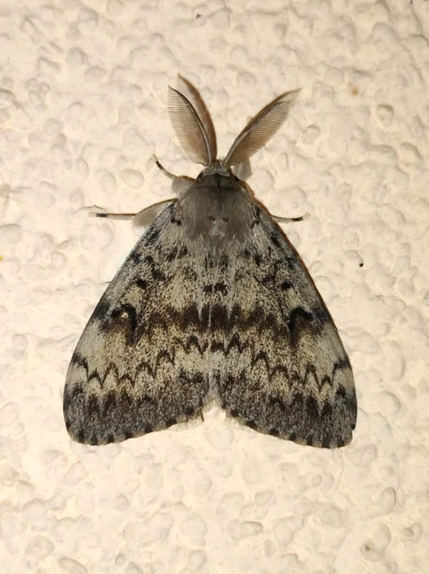 Lymantria dispar - gyapjaslepke