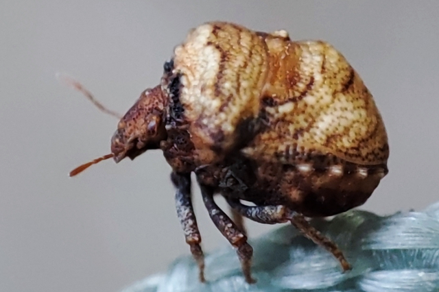 Vilpianus galii Vilpianus galii