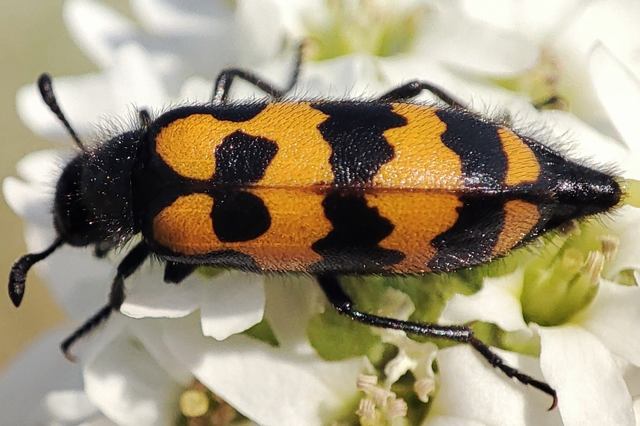 Hycleus tenerus - kis hólyaghúzó
