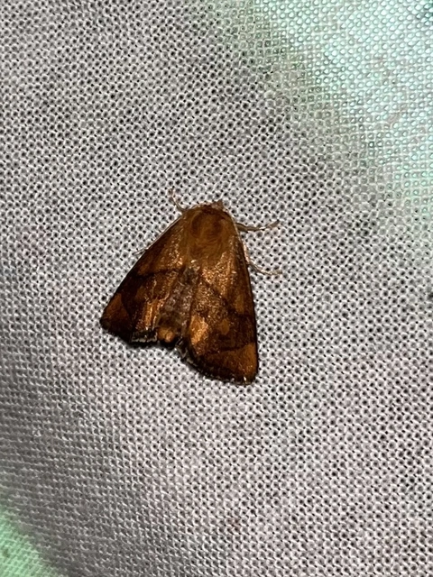 Apoda limacodes - kagylólepke
