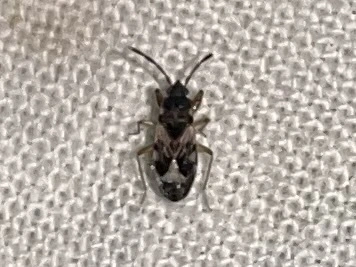 Scolopostethus decoratus - díszes csalánbodobács Scolopostethus decoratus - díszes csalánbodobács