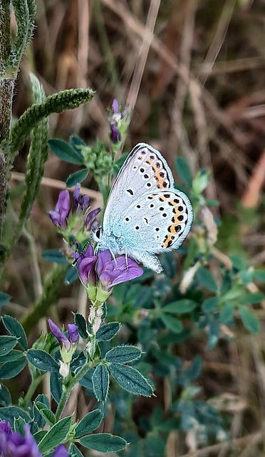 Plebejus argyrognomon - tintakék boglárka