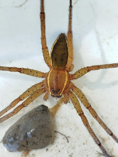 Dolomedes plantarius/fimbriatus