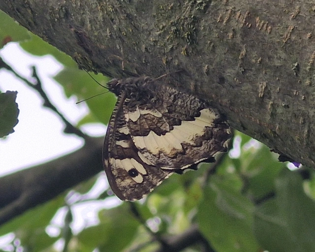 Brintesia circe - fehéröves szemeslepke