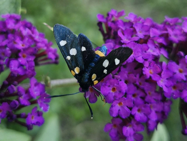 Zygaena ephialtes - változékony csüngőlepke