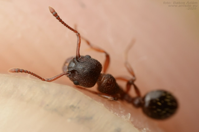 Myrmica curvithorax - sziki bütyköshangya