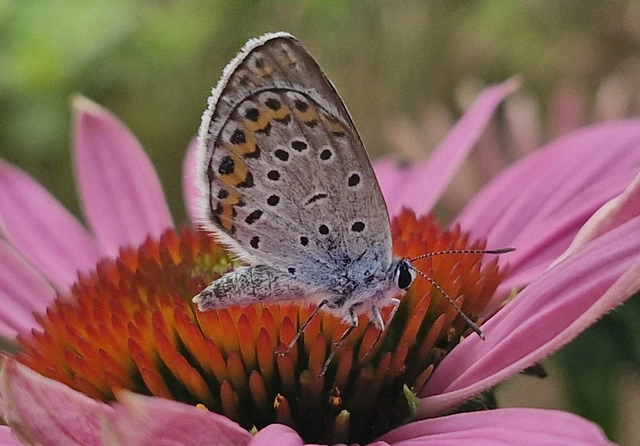 Plebejus argyrognomon - tintakék boglárka
