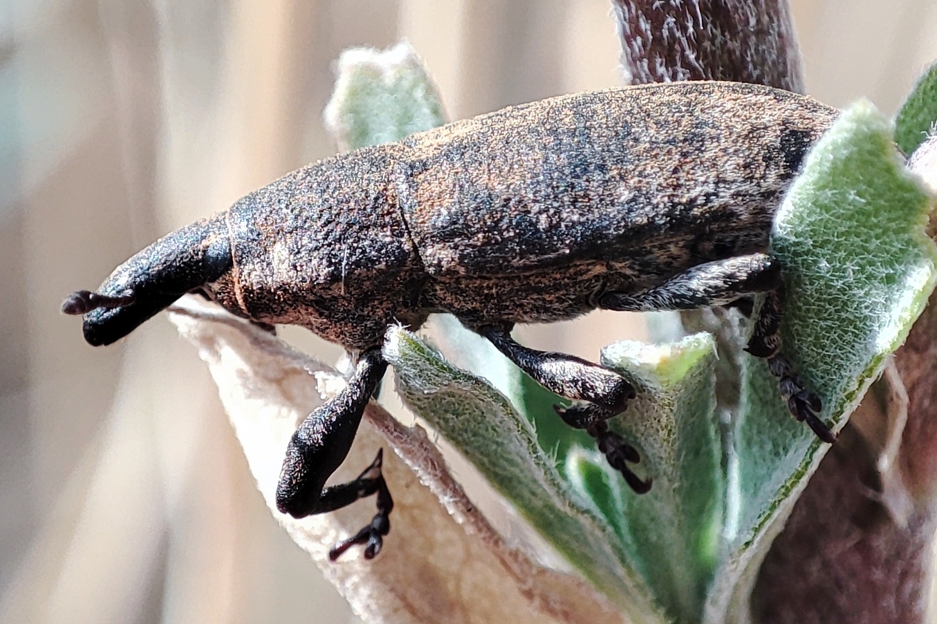 Lixus punctirostris - pontozottorrú dudvabarkó