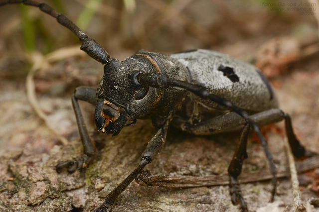Morimus asper funereus - gyászcincér