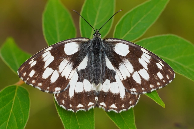Melanargia galathea - sakktáblalepke