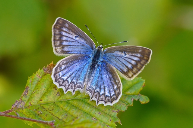 Polyommatus daphnis - csipkés boglárka