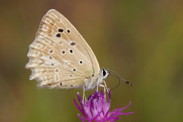 Polyommatus daphnis - csipkés boglárka