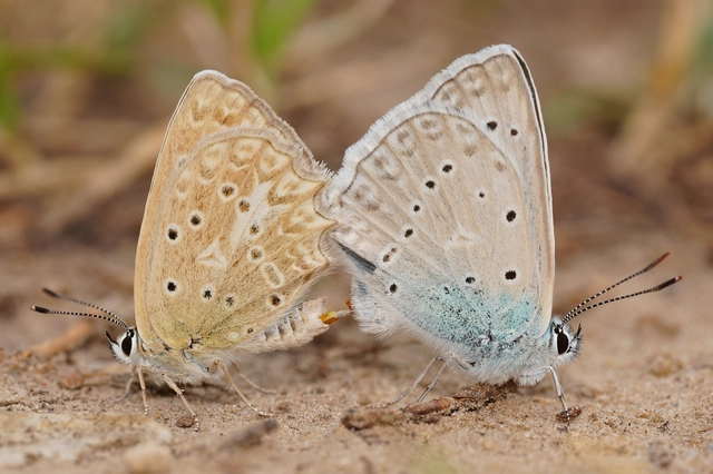 Polyommatus daphnis - csipkés boglárka