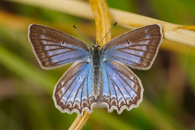 Polyommatus daphnis - csipkés boglárka
