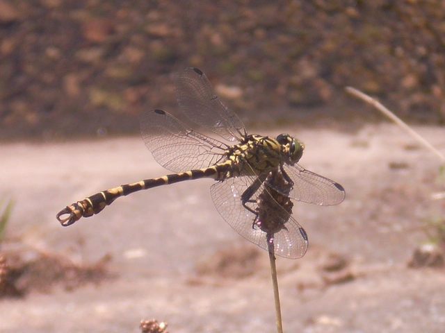 Onychogomphus forcipatus - gyűrűs folyami-szitakötő Onychogomphus forcipatus - gyűrűs folyami-szitakötő