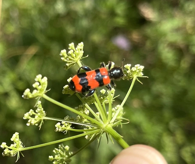 Trichodes apiarius - szalagos méhészbogár