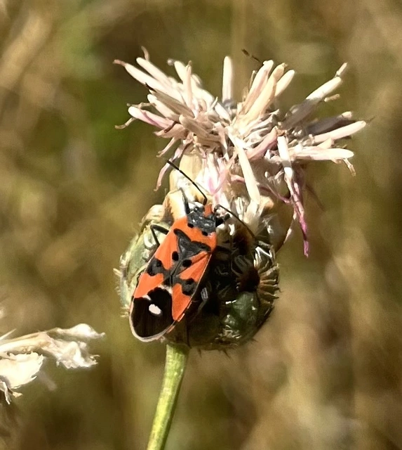 Lygaeus equestris/simulans
