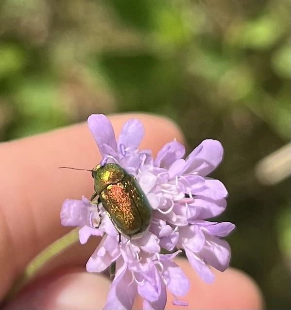 Cryptocephalus