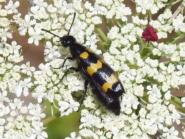 Mylabris variabilis - szalagos hólyaghúzó Mylabris variabilis - szalagos hólyaghúzó