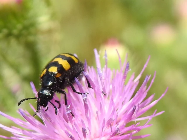 Mylabris variabilis - szalagos hólyaghúzó Mylabris variabilis - szalagos hólyaghúzó
