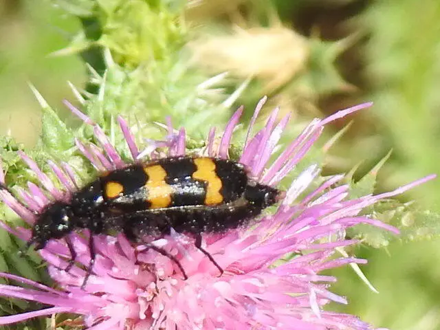 Mylabris variabilis - szalagos hólyaghúzó Mylabris variabilis - szalagos hólyaghúzó